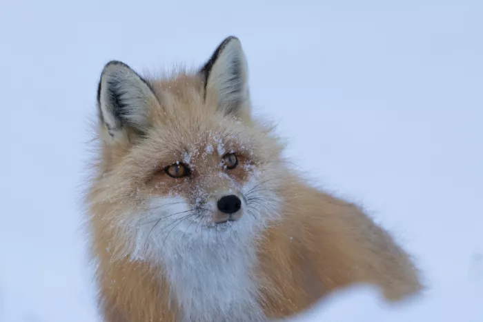 Qin, Xuemei: Renard roux dans la neige