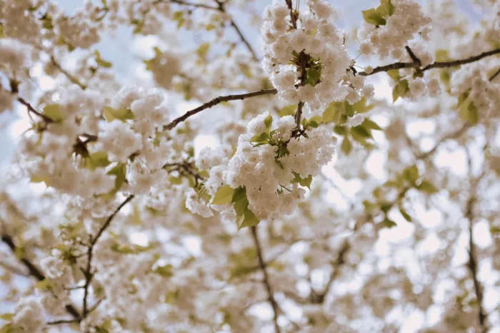Sillen, Christina: Sogni di fiori