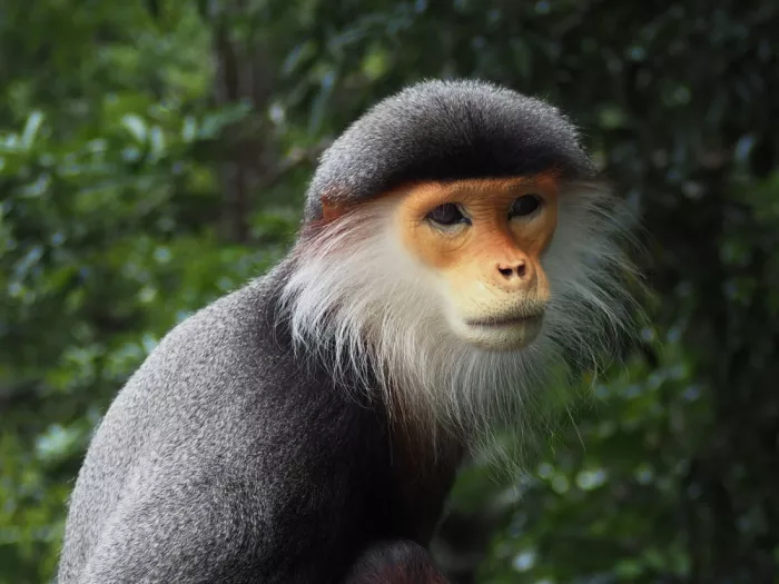 FF, Chia David: Curious Observer: Monkey in the Wild