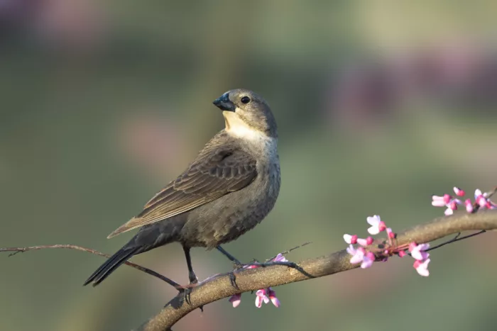 Zhang, Robert: Spring Watcher