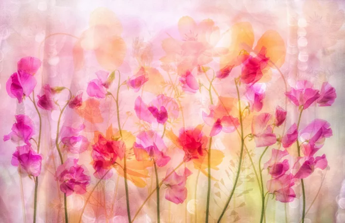 Lee, van Hilda: lovely lathyrus