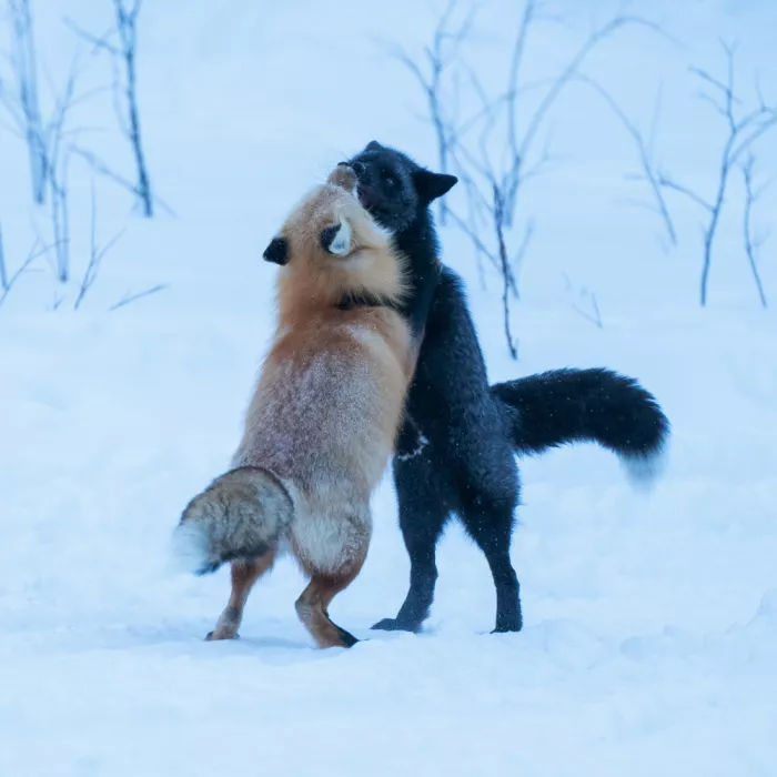 Qin, Xuemei: Warmth in the Cold