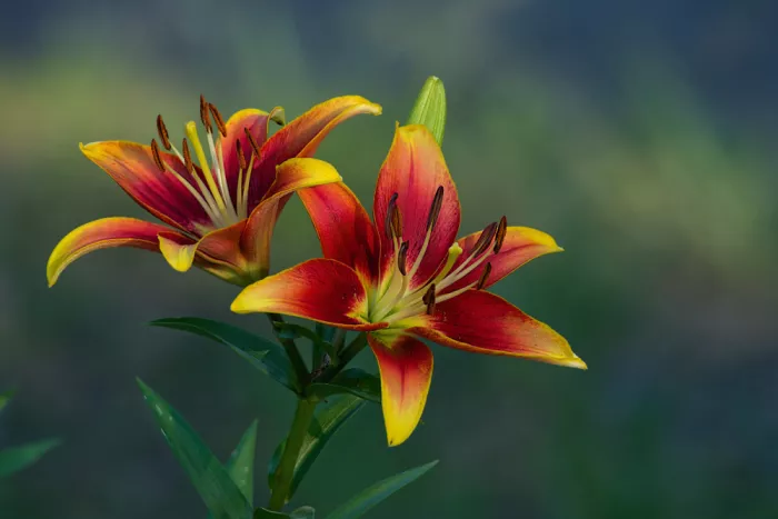Papamanolis, Emanuel: Pictures of Lily