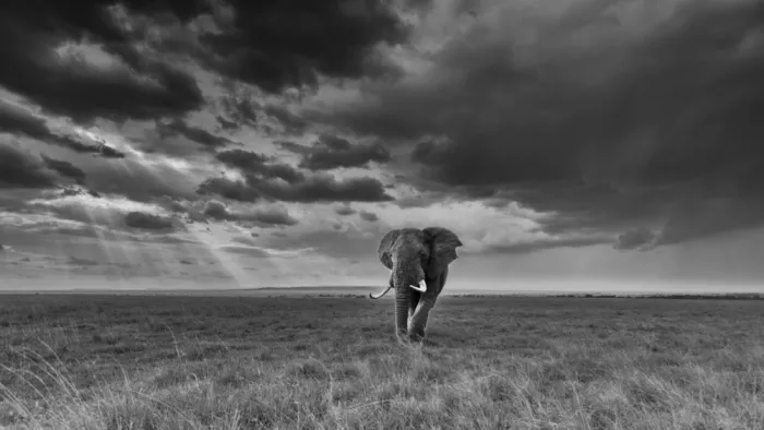 Lu, Bill: Elefant und Wolken