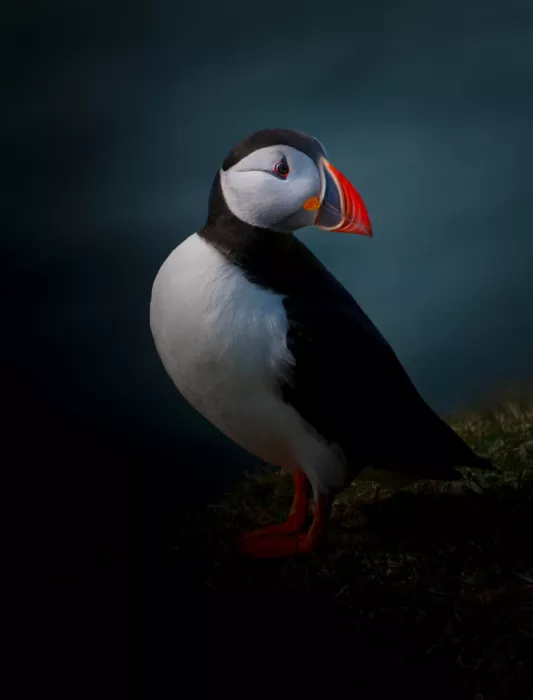 Engström, Erik: Portrait of Puffin
