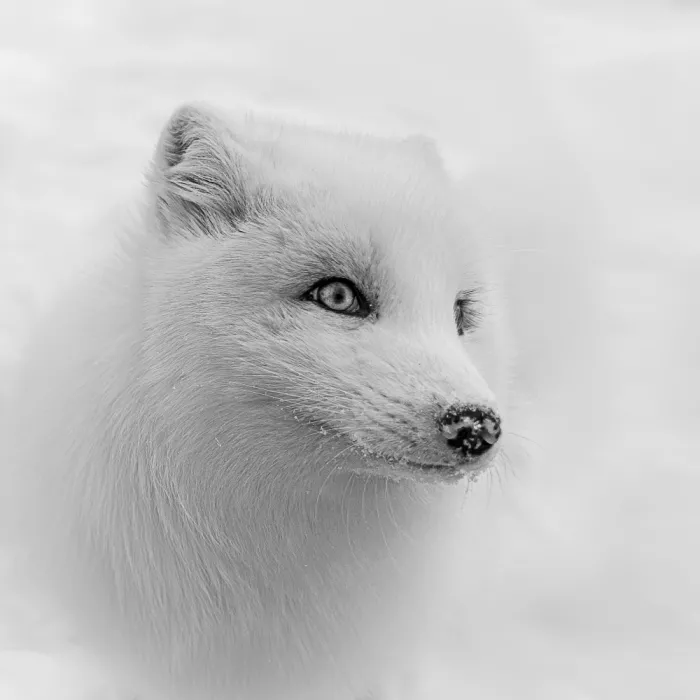 Lin, Cong: Arctic fox 3