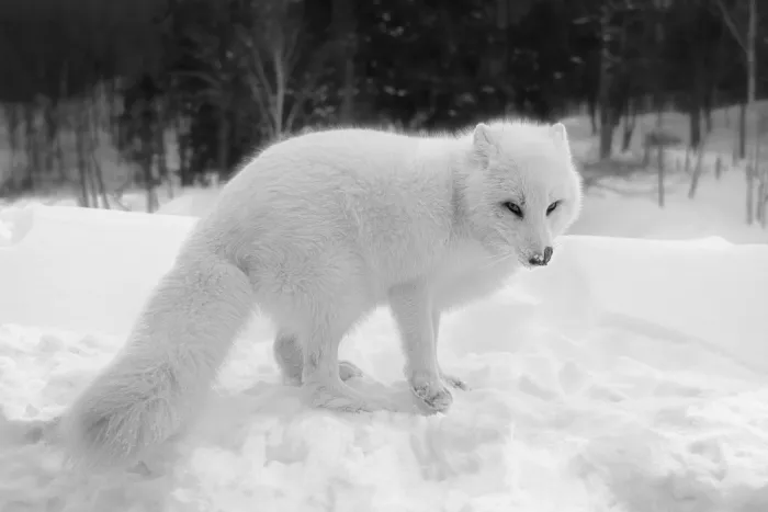 Lin, Cong: Arctic fox 4