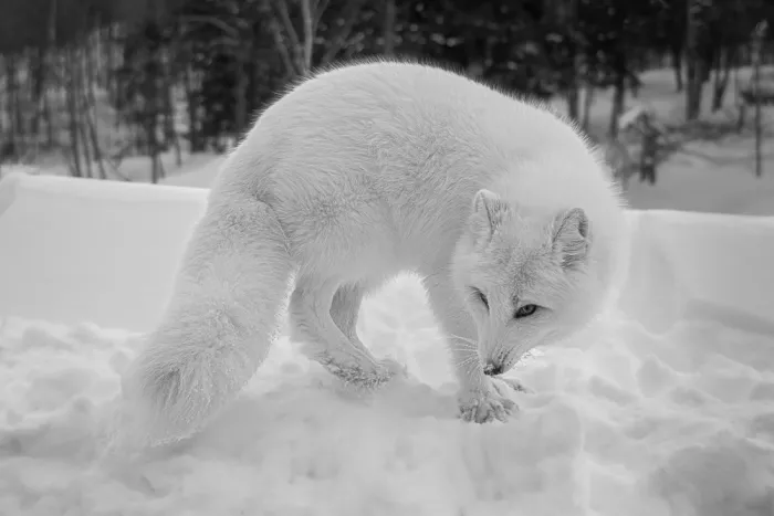 Lin, Cong: arctic fox5