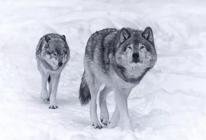 Lin, Cong: Wolf 1