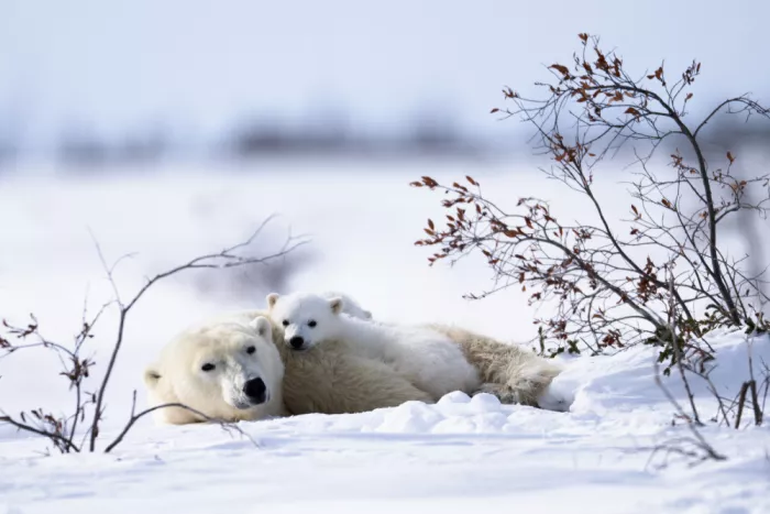Qin, Xuemei: Polar bear cub and mom