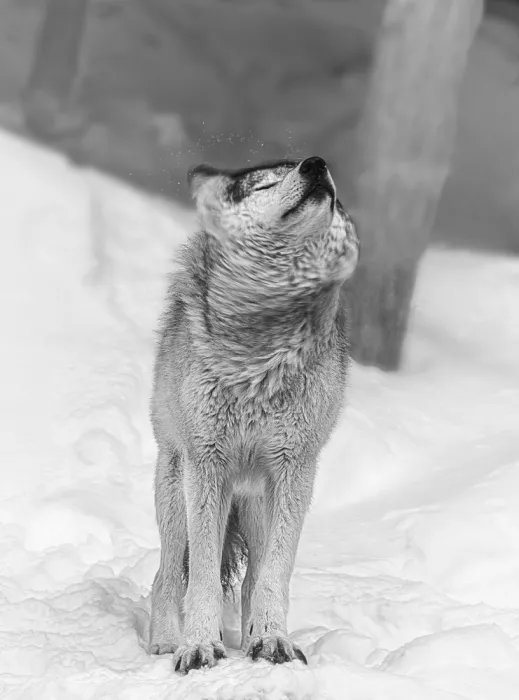 Lin, Cong: Wolf 2