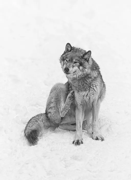 Lin, Cong: Wolf 3