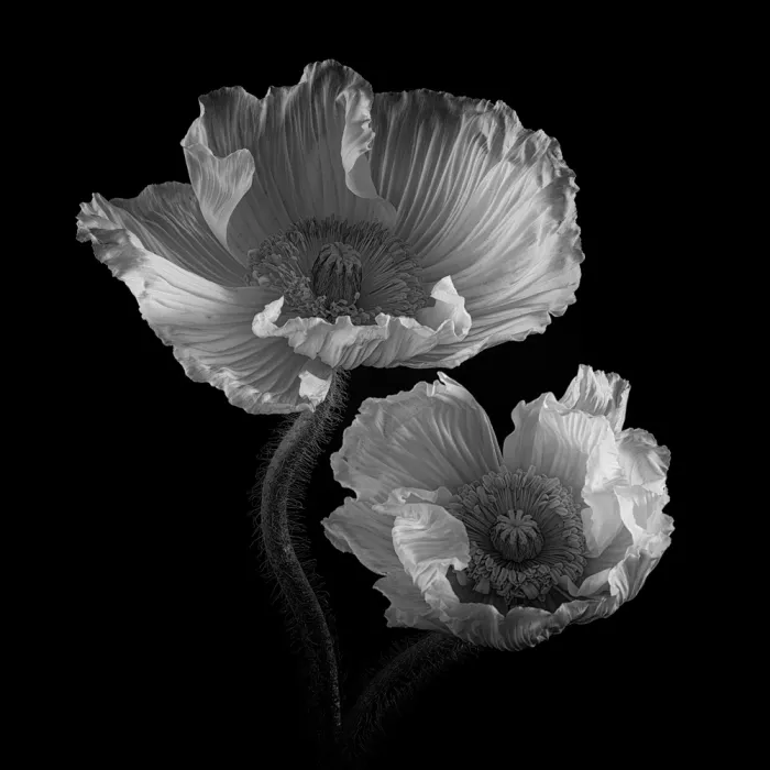 Myles, Penny: Catching the Light iii)