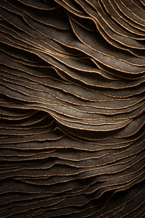Power, Jonathan: Portobello Mushroom