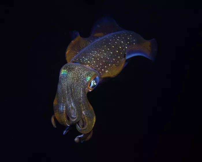 Feng, Young: Squid at Night