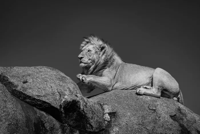 Sharma, Abhinav: Mufasa on the Pride Rock
