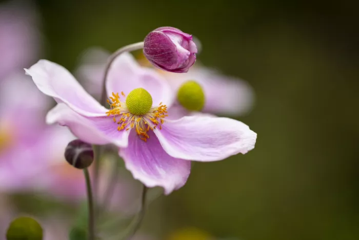 Watkins, Carmen: Dancing petals