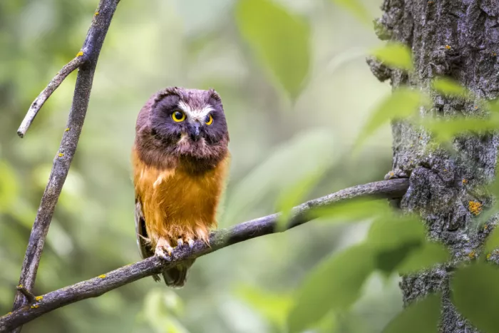 Ying, Li: Northern Saw-whet Owl Baby
