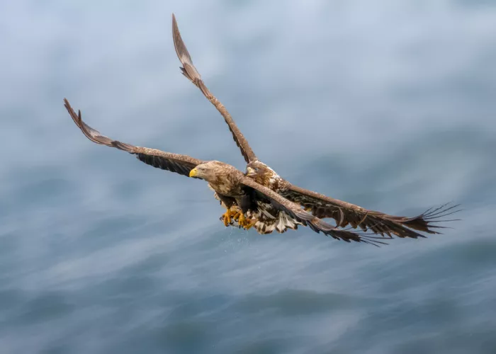 Wang, Ti: Taught by talons