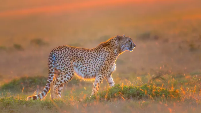 Lu, Bill: Puesta de sol