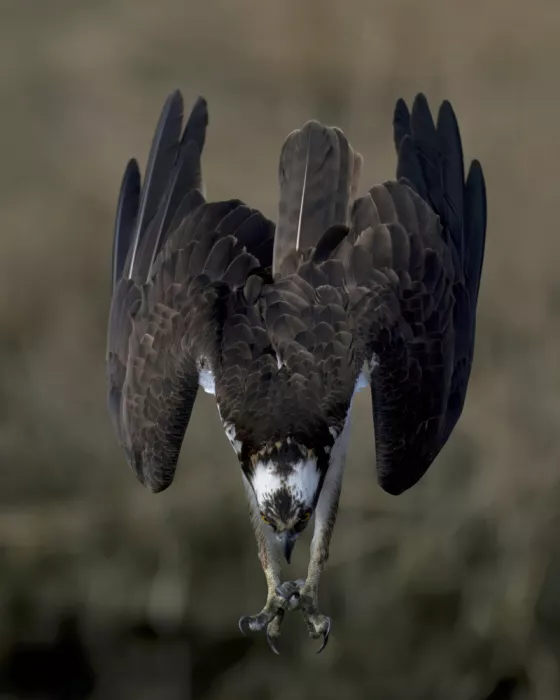 Lam, Gavin: Osprey in action...