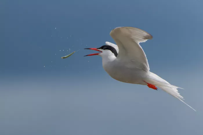 Gil, Ignacio José: Artic Tern