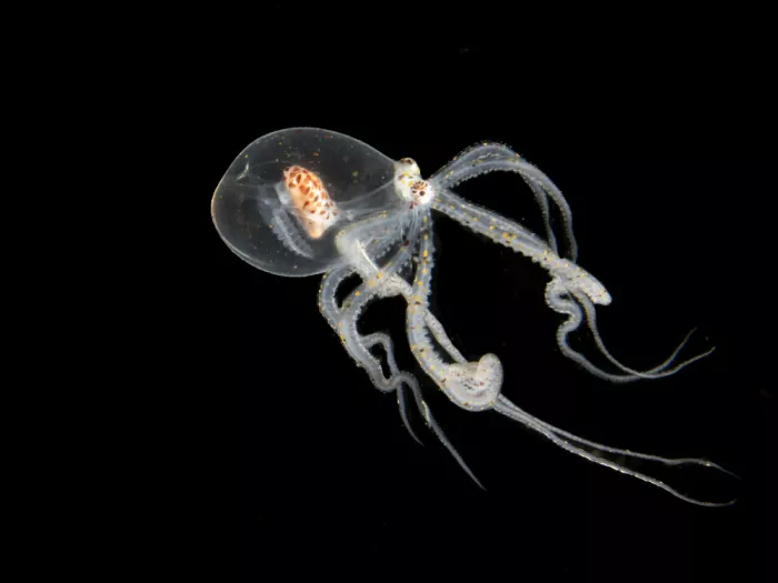 Tov, Ben Ilan: Wonderpus Larvae