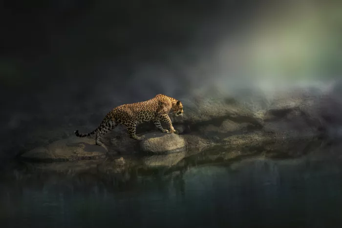 Singh, Anita: On the prowl