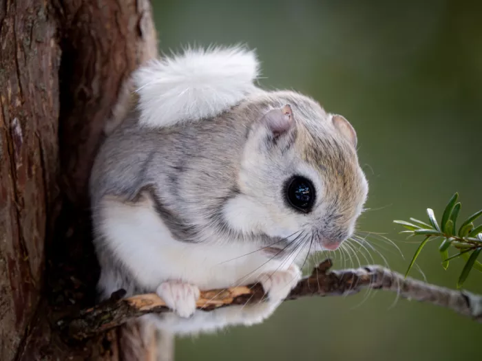 KURAHASHI, YUTAKA: Hokkaido flying squirrel