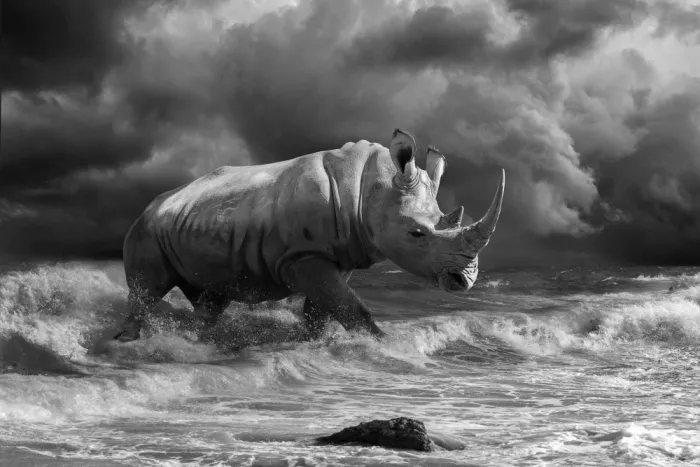 Egger, Marcel: Rinoceronte in spiaggia-BW