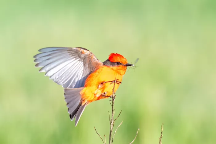 Lipinghu: Pigliamosche scarlatto cattura insetti