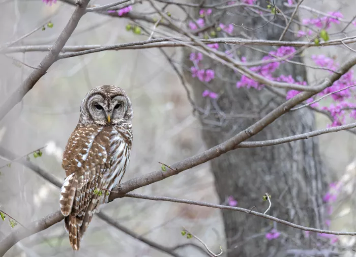 Z, Leechee: Barred Owl in  Spring II