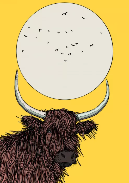 Nicholas: Vache des Highlands