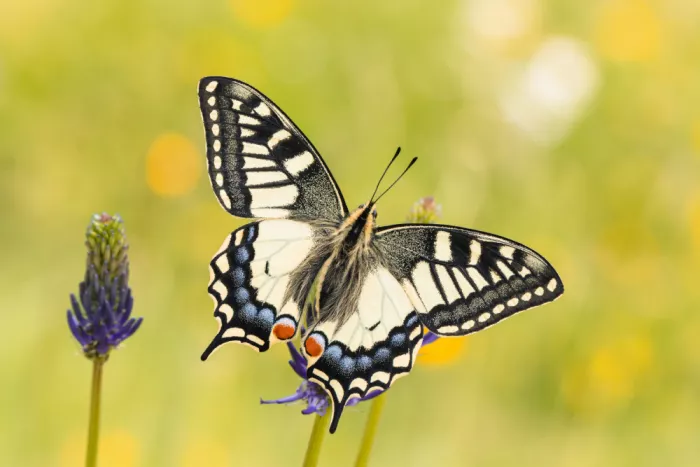 Tudose, Adrian: Papilio machaon