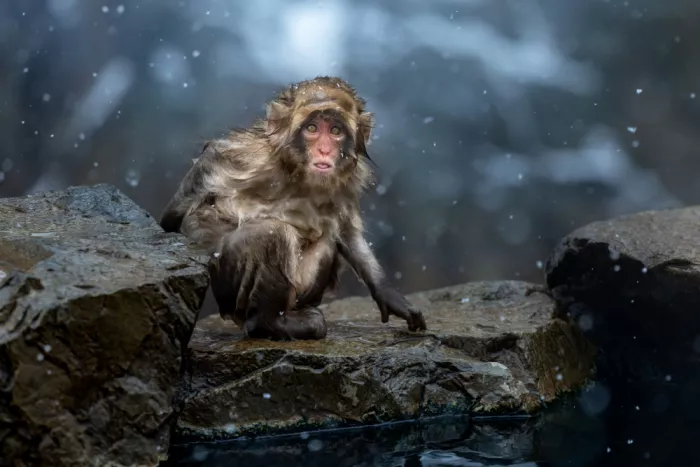 W, Joanna: Winter hot springs - Snow Monkey - 1