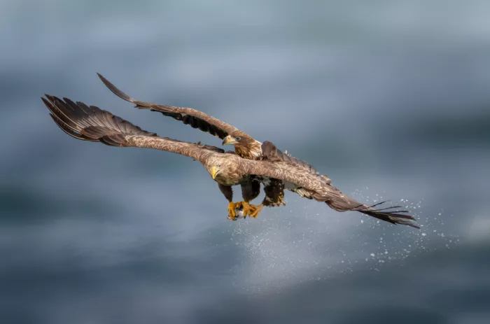 Wang, Ti: Eagle and child