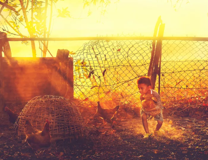 Zhang, Rae: The Boy and His Flock