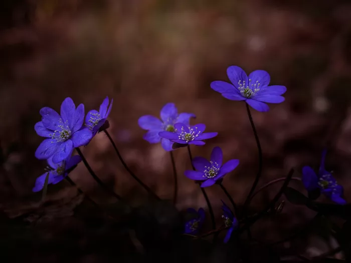 Holmström, Katarina: Hepatica