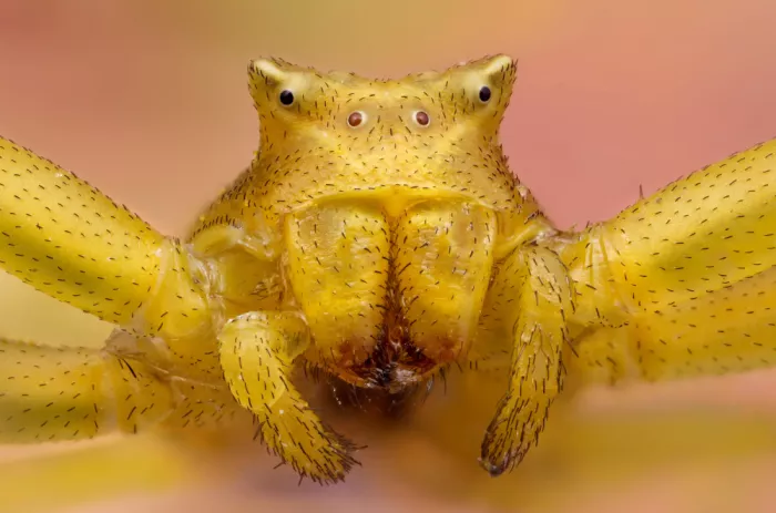 Just, Carles: Spider crab