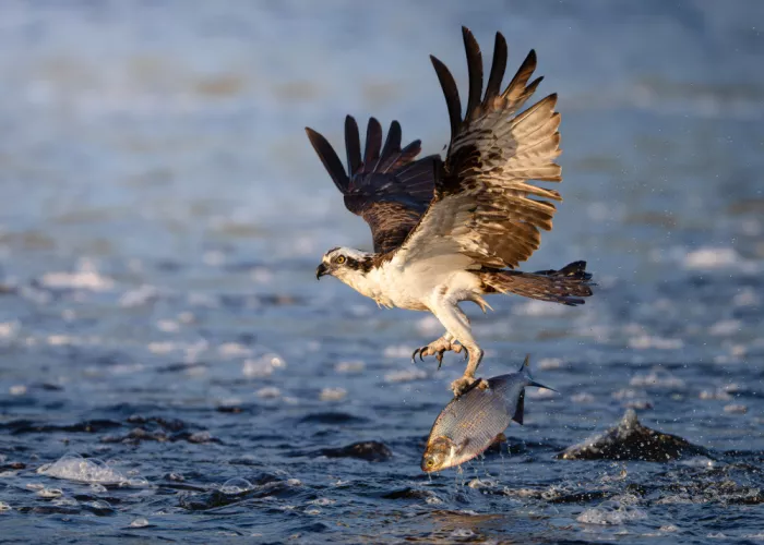 Chen, Johnny: Falco pescatore