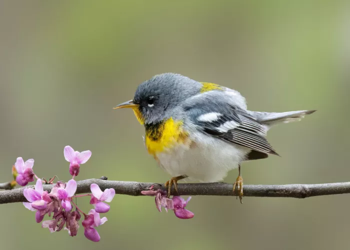 Zhang, Robert: Spring Song in the Redbuds