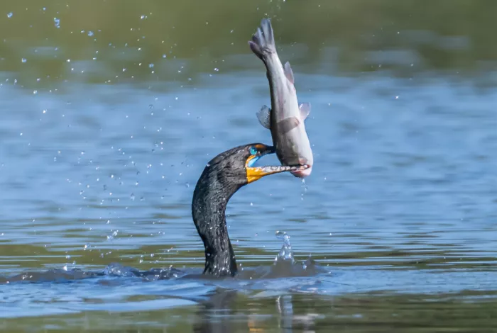 Zeng, Jiahong: Cormoranes y trucha grande
