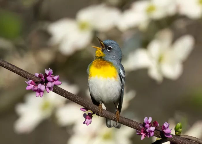 Zhang, Robert: Parula in Blüte