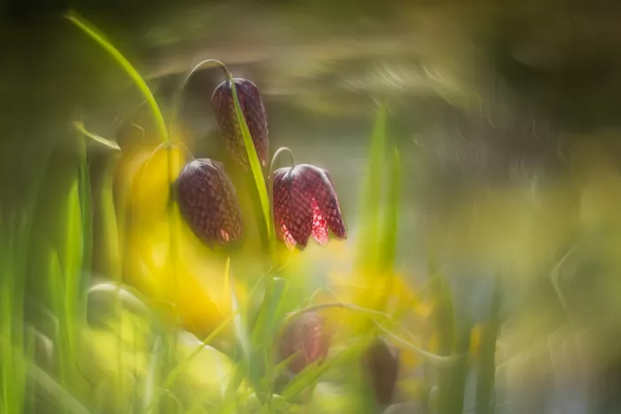 Haaksma, Piet: Fritillary
