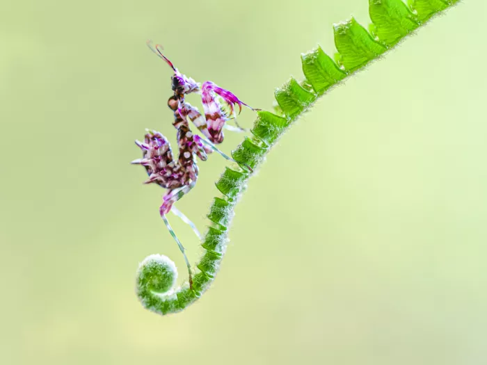 Bai, Xuedong: Modelářka orchidejí