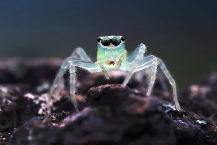 Summer2016: A jumping spider