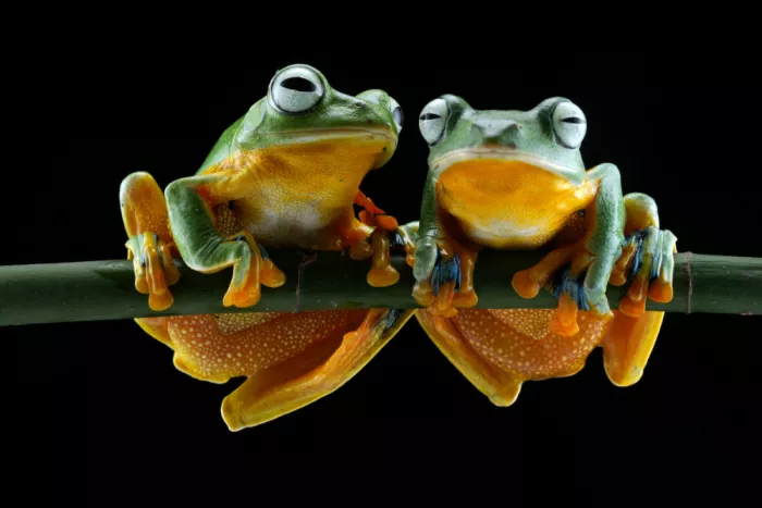 Bunjamin, Antonyus: Two Frogs