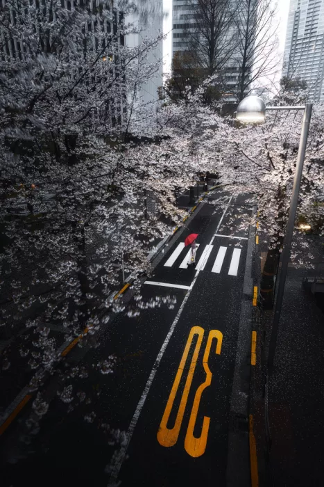 I_ha__to: sakura