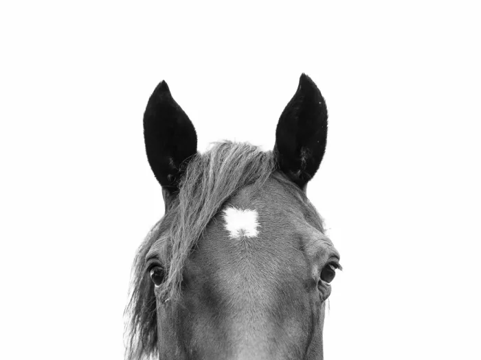 Pienaar, Kathrin: Peeking Horse
