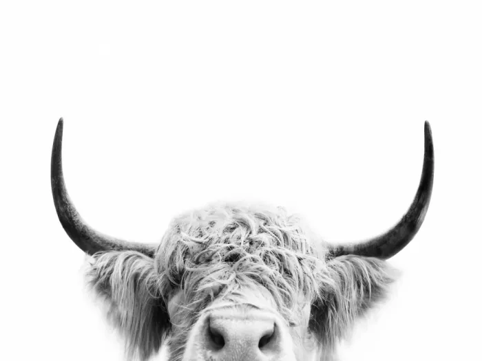 Pienaar, Kathrin: Peeking Cow BW